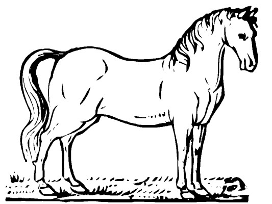 horse coloring page